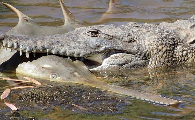 Endangered Sawfish No Match For Australian Crocodile