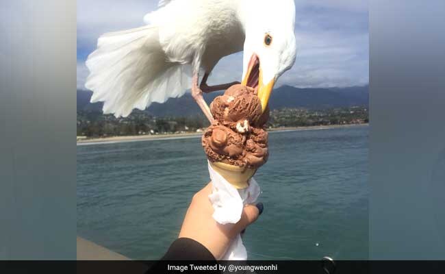 OMG: मछली छोड़कर मजे से आइस्क्रीम खाने लगा समुद्री पक्षी, वायरल हुई तस्वीर OMG: मछली छोड़कर मजे से आइस्क्रीम खाने लगा समुद्री पक्षी, वायरल हुई तस्वीर