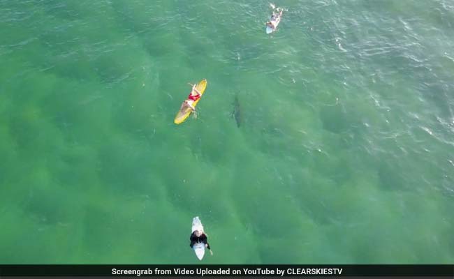 अरे बाप रे : समुद्र में अपने नीचे तैरती शार्क से अनजान थे ये सर्फर, ड्रोन ने बनाया वीडियो...