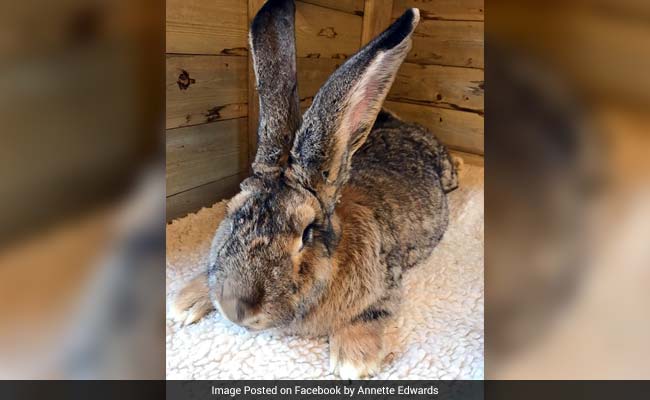 Giant Rabbit Dies On United Airlines Flight