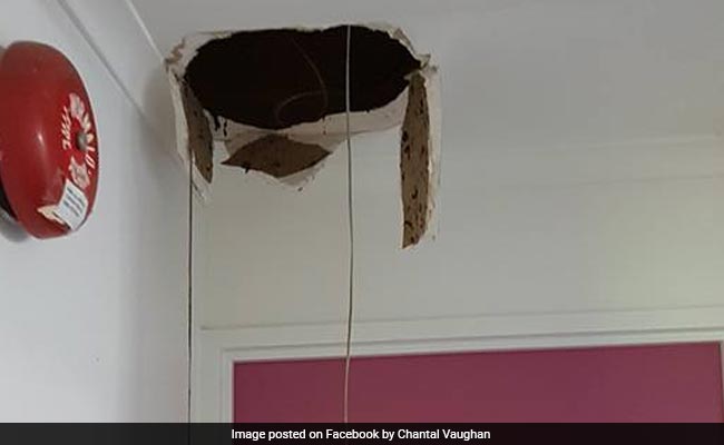 Huge Snake Falls Through Ceiling, Spends 2 Days Undetected