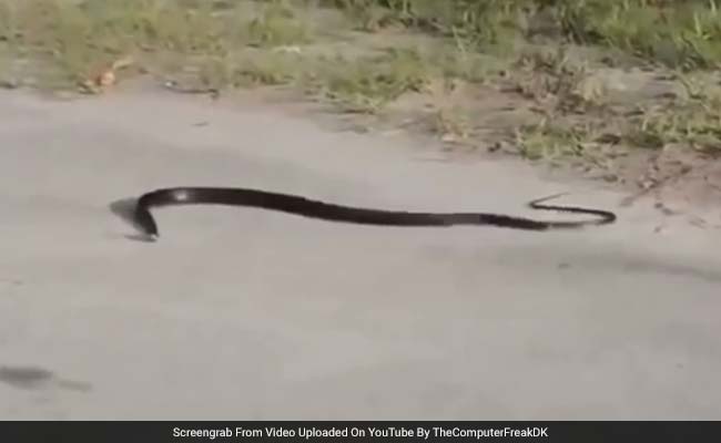 OMG!! सांप ने की सुसाइड! सड़क पर फन पटक-पटककर दी जान, देखें वीडियो