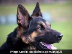CRPF Dogs To Be Equipped With Special ''Police Dog Cameras''