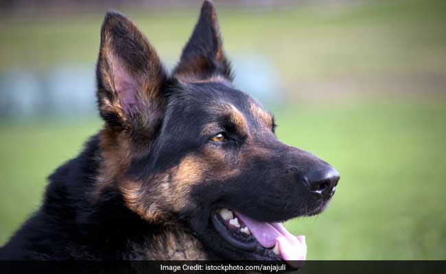 CRPF Dogs To Be Equipped With Special ''Police Dog Cameras''