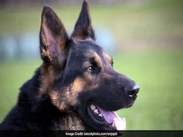 Trained Dogs Can Sniff Out Covid Positive Samples With 96% Accuracy: Study Trained Dogs Can Sniff Out Covid Positive Samples With 96% Accuracy: Study