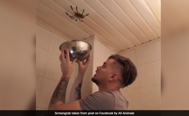 Watch: This Spider's Disappearing Act Will Give You Sleepless Nights