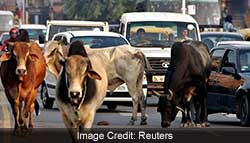 Gujarat Scientists Develop System To Help Cars Avoid Collisions With Cows