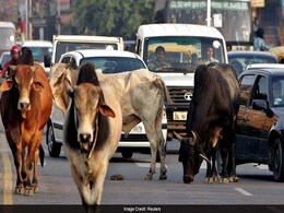Gujarat Scientists Develop System To Help Cars Avoid Collisions With Cows Gujarat Scientists Develop System To Help Cars Avoid Collisions With Cows