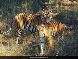 Tigers Kill Two Crab Catchers In Sundarbans Forest In A Week Tigers Kill Two Crab Catchers In Sundarbans Forest In A Week