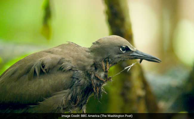 Sticky Situation: This Tree Lures Birds With A Free Lunch And Then Kills Them