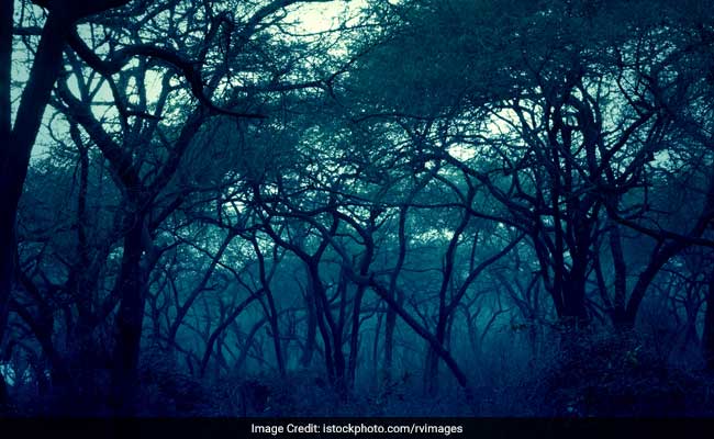 Tree Trunks Emit Methane Rather Than Storing It