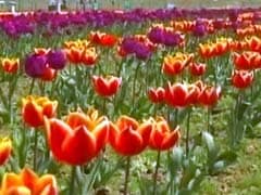 Asia's Largest Tulip Garden Opens For Tourists In Jammu and Kashmir's Srinagar