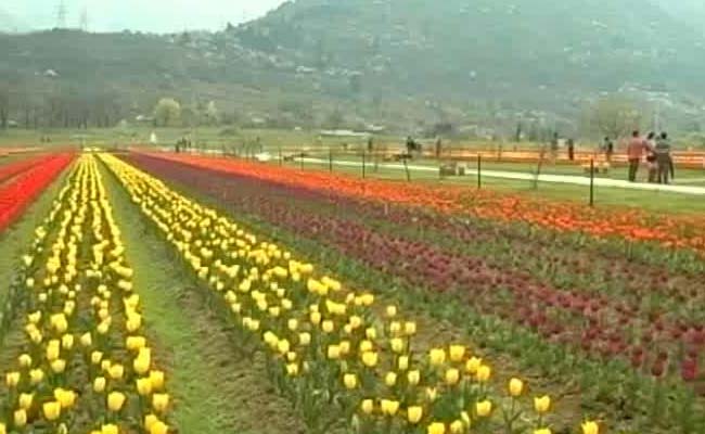 Asia's Largest Tulip Garden Opens For Tourists In Jammu and Kashmir's Srinagar