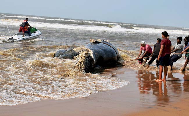 32-Foot Whale Found Dead On Odisha Beach. How It Was Moved