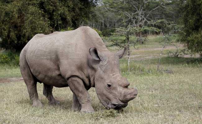 Horny Male Seeks Mate: Kenya's Last Northern White Rhino Joins Tinder