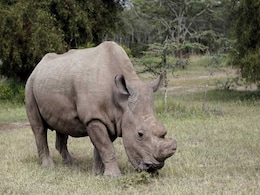 Opinion: We Are Losing The Fight To Save Endangered Species Opinion: We Are Losing The Fight To Save Endangered Species
