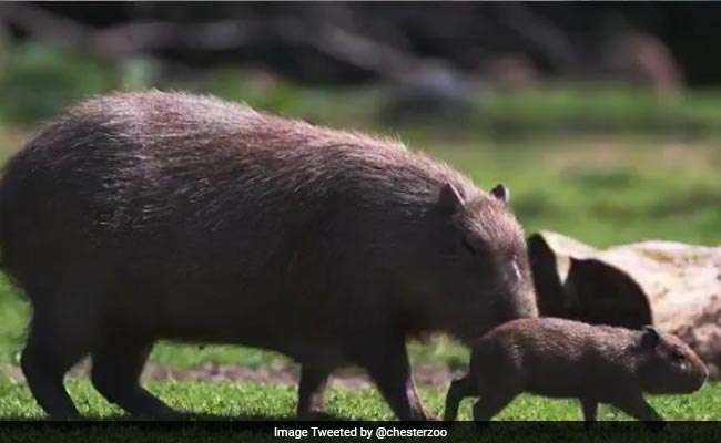 World's Largest Rodent Gives Birth In British Zoo