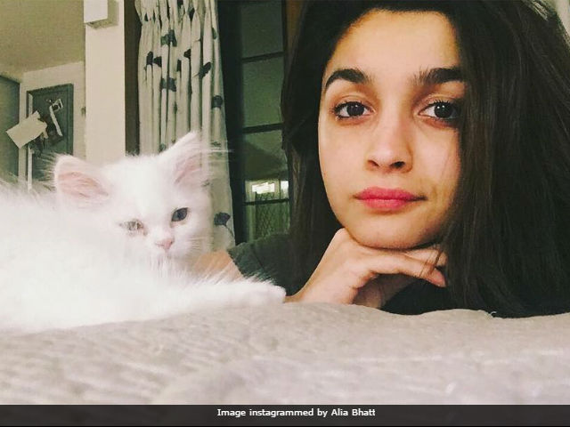 Alia Bhatt Or The Cat, Who Has More Attitude In Dabboo Ratnani-Shot Pic?