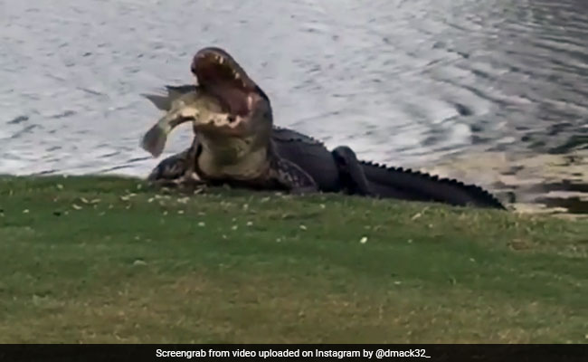 crocodiles eating fish