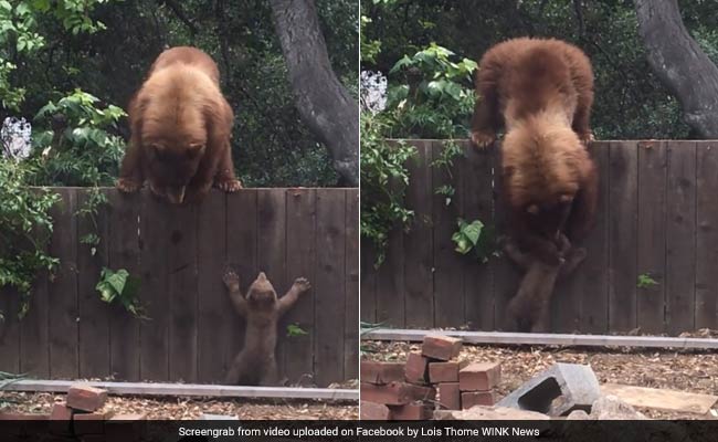 This Video Of A Mama Bear Helping Her Baby Bear Is The Cutest Thing Ever