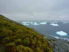 Thanks To Global Warming, Antarctica Is Starting To Turn Green