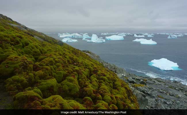 Thanks To Global Warming, Antarctica Is Starting To Turn Green