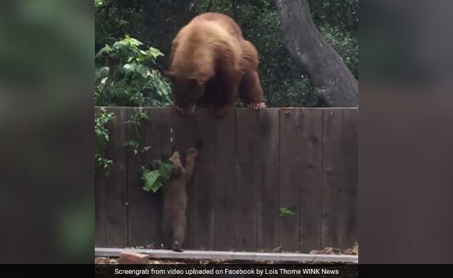 baby bear
