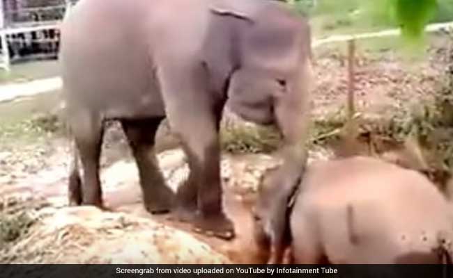 जब मुसीबत में फंसे नन्हे हाथी को नहीं मिला बचने का रास्ता तो अचानक आया एक दोस्त...Video Viral