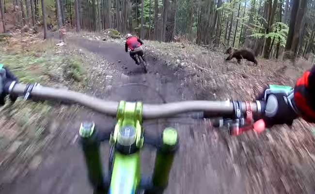 Dramatic Video Shows Bear Chasing Down Cyclists Along Deserted Trail