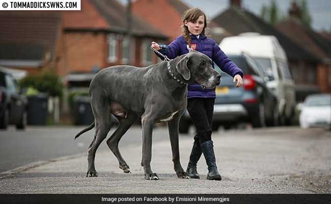 ब्रिटेन में सात फीट का विशालकाय कुत्ता जिसका वजन छोटे हाथी के बराबर