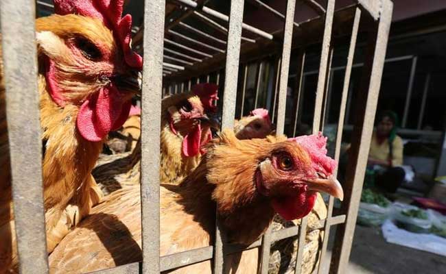 20,000 Chickens Die From Bird Flu Outbreak In China