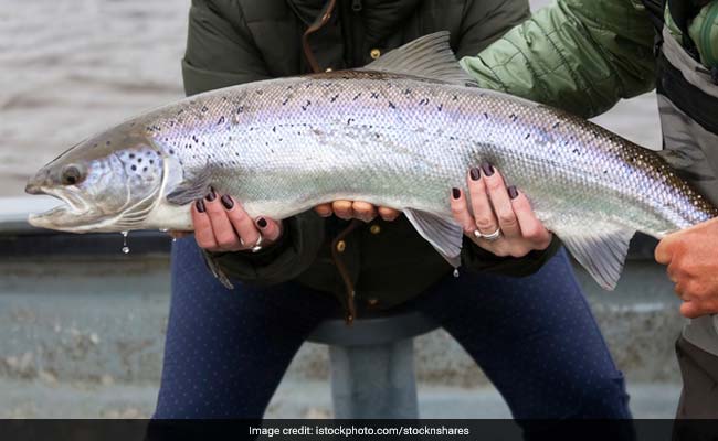 150 किलो की होती है यह मछली, 'बस्तर की शार्क' नाम से है मशहूर