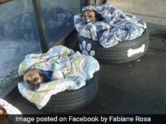 Homeless Dogs Cosy Up At Bus Stop, Welcomed With Food, Bed And Security