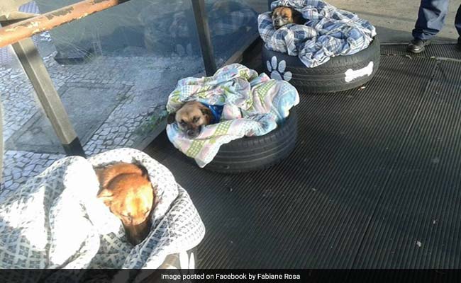 Homeless Dogs Cosy Up At Bus Stop, Welcomed With Food, Bed And Security