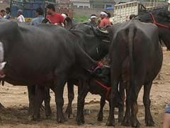 'Will Leave Buffaloes On Road,' Says UP Farmer Hit By Centre's Cattle Ban