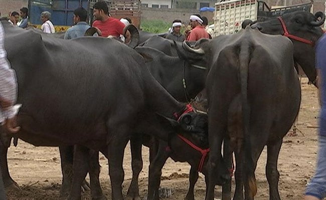 मीट निर्यात में 97 फीसदी हिस्सा भैंसों के मांस का, प्रतिबंध से लड़खड़ा जाएगा कारोबार