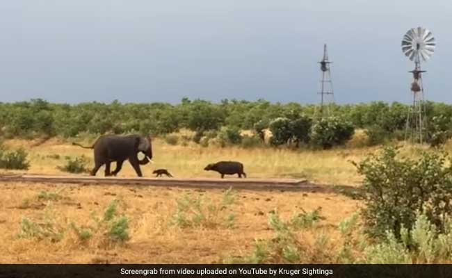 भैंस के बच्चे को आया गुस्सा तो विशालकाय हाथी की निकाल दी सारी हेकड़ी