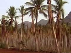 10 Lakh Coconut Trees Die Due To Drought In Tamil Nadu's Salem District