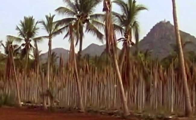 10 Lakh Coconut Trees Die Due To Drought In Tamil Nadu's Salem District
