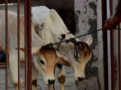 Make Cow National Animal, Recommends Judge, Calling It 'Voice Of My Soul'