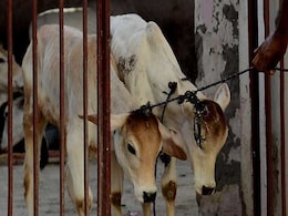 Make Cow National Animal, Recommends Judge, Calling It 'Voice Of My Soul' Make Cow National Animal, Recommends Judge, Calling It 'Voice Of My Soul'