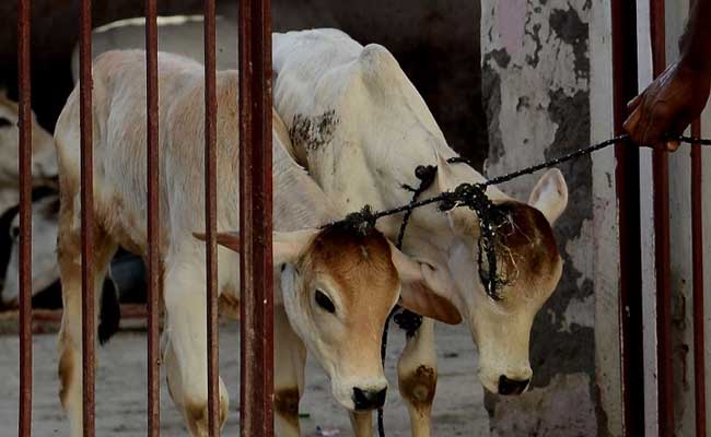गुजरात में गोहत्‍या करने पर अब होगी उम्रकैद, लगेगा 5 लाख रुपये तक का जुर्माना...
