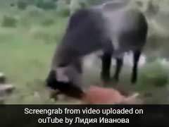 बछड़े की मौत का बदला लेने के लिए विशालकाय एनाकोंडा पर टूट पड़ी गाय, देखें वीडियो
