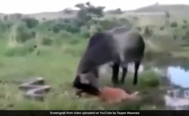 Cow Attackes On Huge Anaconda For A Revenge Of Her Calfs Death See Video बछड क म त क बदल ल न क ल ए व श लक य एन क ड पर ट ट पड ग य द ख व ड य