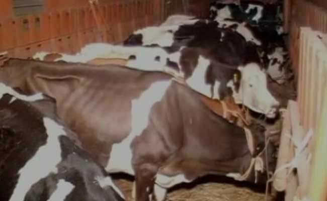 Cow Vigilantes Arrested For Attack On Cattle Caretakers In Bhubaneswar