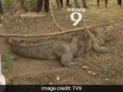 At This Karnataka Temple, A Different Kind Of Devotee. A 12-Foot Crocodile