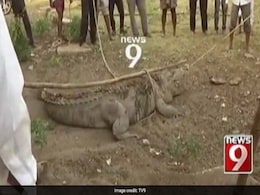 At This Karnataka Temple, A Different Kind Of Devotee. A 12-Foot Crocodile At This Karnataka Temple, A Different Kind Of Devotee. A 12-Foot Crocodile