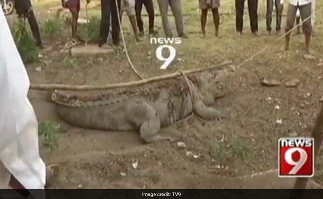 At This Karnataka Temple, A Different Kind Of Devotee. A 12-Foot Crocodile