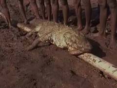 Crocodile Dies Despite Farmers' Rescue Efforts, They Blame Authorities