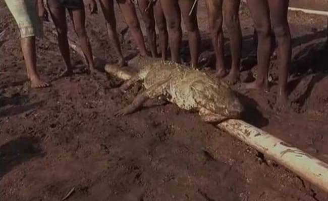 Crocodile Dies Despite Farmers' Rescue Efforts, They Blame Authorities